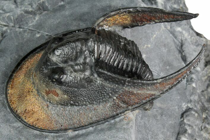 Gorgeous Scotoharpes Trilobite - Orange Headshield #354425